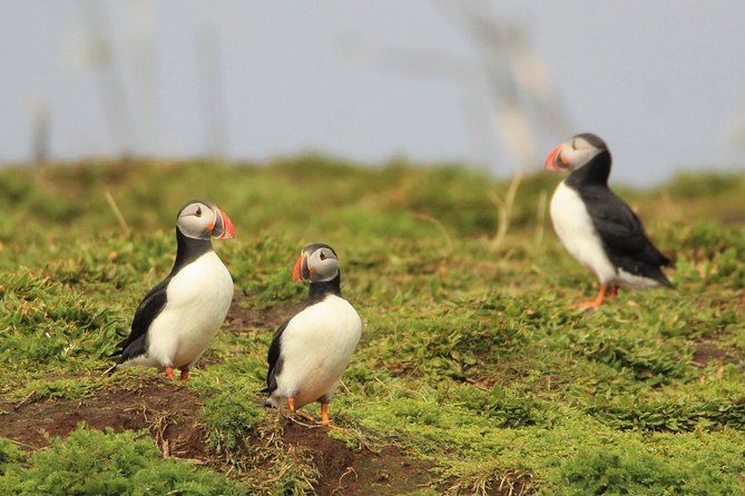 Premium Small-Group Puffin & Bird Watching Tour From Reykjavík - Reviews