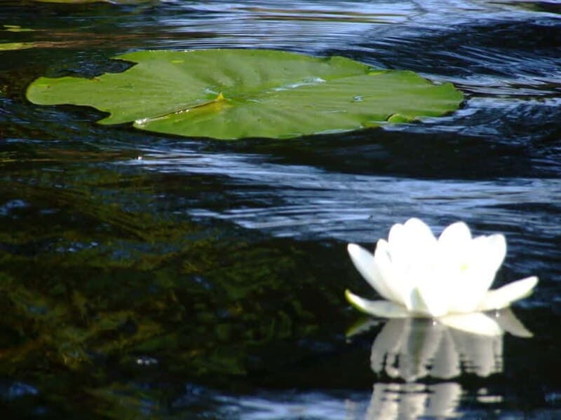 PREMIUM TOUR SMALL GROUP Bucharest: Day Trip to Danube Delta - Good To Know