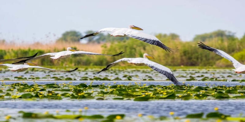 PREMIUM TOUR SMALL GROUP Bucharest: Day Trip to Danube Delta - Starting Point and Transport: Comfort from Bucharest to Tulcea