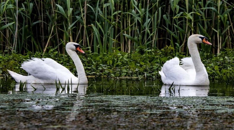 PREMIUM TOUR SMALL GROUP Bucharest: Day Trip to Danube Delta - Exploring the Danube Delta: Wildlife and Scenic Beauty