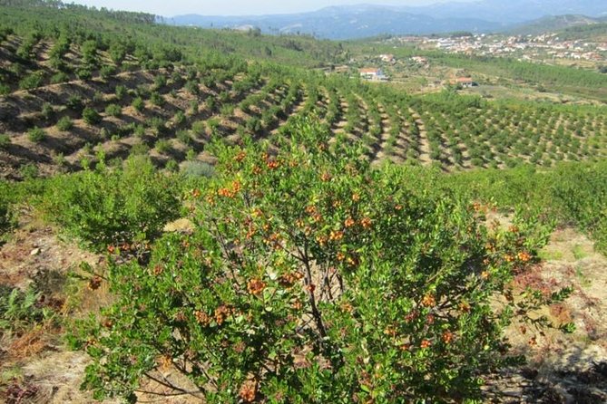 Premium Wine and Gastronomic Mountain Tour in The Algarve - Questions and Support