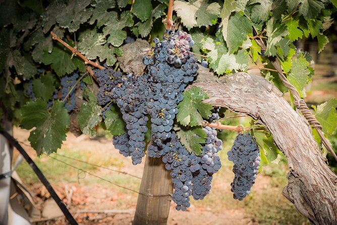 Premium Wine Tasting and Tour at Santa Rita With Transport - Frequently Asked Questions