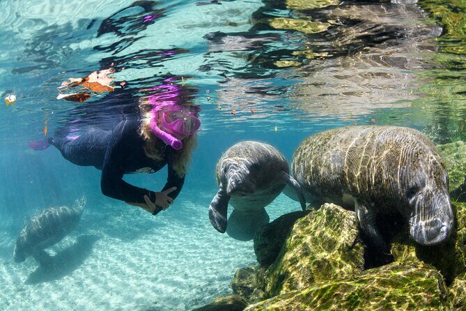 Preseason Special Snorkeling with Manatees Experience - Good To Know