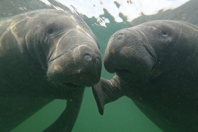 Preseason Special Snorkeling with Manatees Experience - Introduction: Why This Tour Might Be a Great Choice
