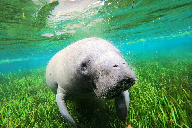 Preseason Special Snorkeling with Manatees Experience - Details on Group Size, Equipment, and Logistics