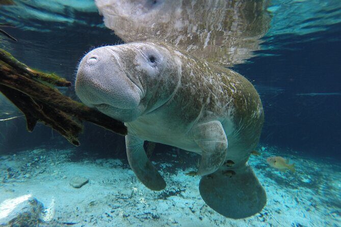 Preseason Special Snorkeling with Manatees Experience - Authentic Insights from Other Travelers