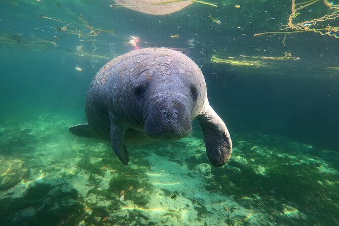 Preseason Special Snorkeling with Manatees Experience - Who Should Book This Experience