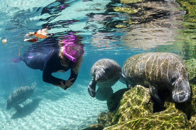 Preseason Special Snorkeling with Manatees Experience - FAQs