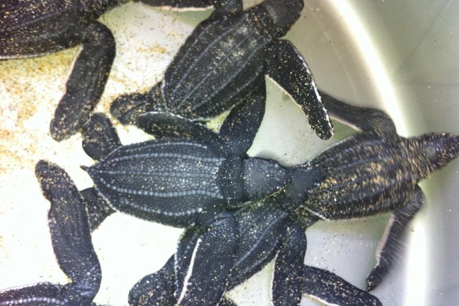 Preserving Baby Sea Turtles And Filling You With Energy In Bioluminescent Lights - The Importance of Preserving Baby Sea Turtles