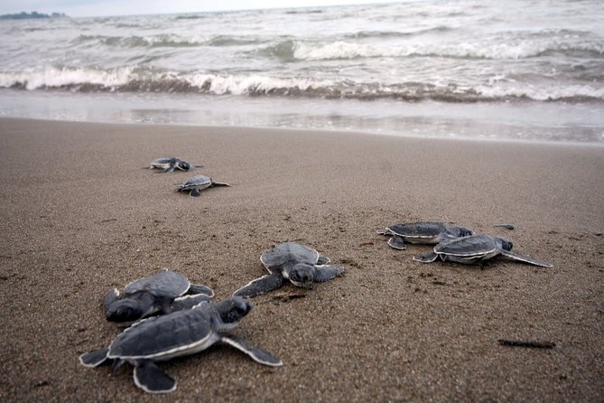 Preserving Baby Sea Turtles And Filling You With Energy In Bioluminescent Lights - Conservation Efforts for Baby Sea Turtles