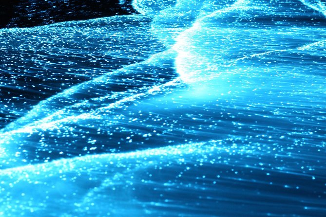 Preserving Baby Sea Turtles And Filling You With Energy In Bioluminescent Lights - Unforgettable Memories in Bioluminescent Waters
