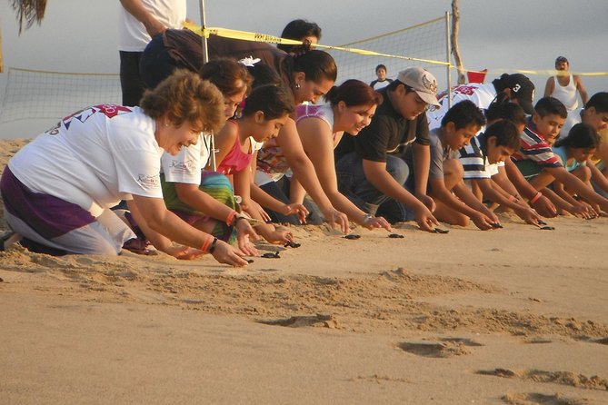 Preserving Baby Sea Turtles And Filling You With Energy In Bioluminescent Lights - Common Questions