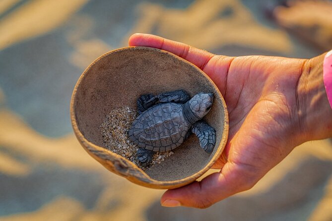 Preserving Baby Sea Turtles And Filling You With Energy In Bioluminescent Lights - The Sum Up
