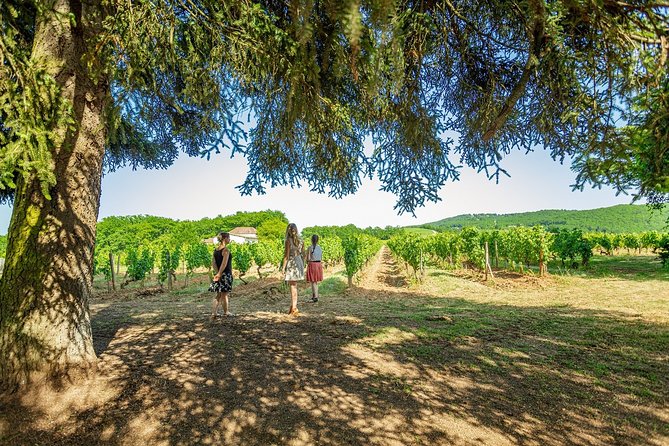 Prestige Visit and Tasting of 5 Wines - Wine Tasting Experience