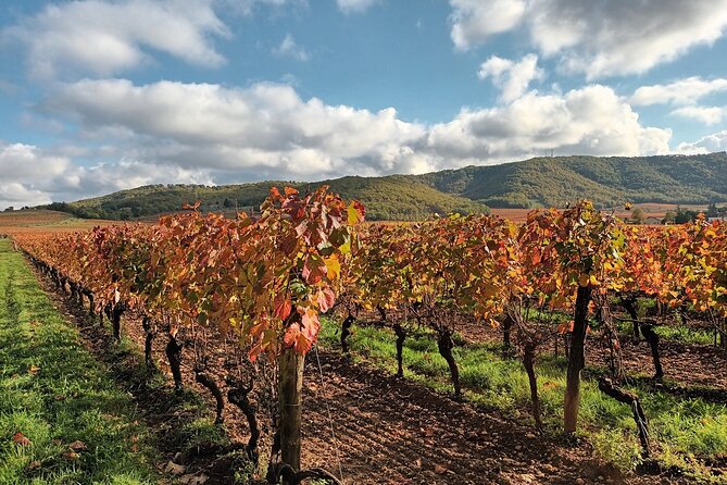 Prestige Visit and Tasting of 5 Wines - Exclusive Wine Tasting Session