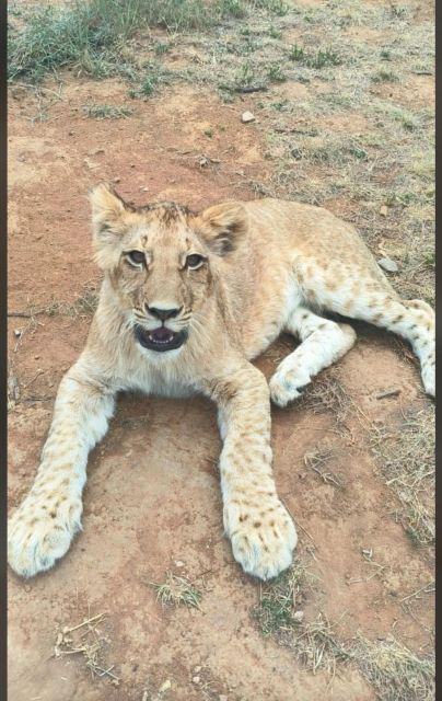 Pretoria: Lion and Cheetah Sanctuary Game Drive - The Sum Up