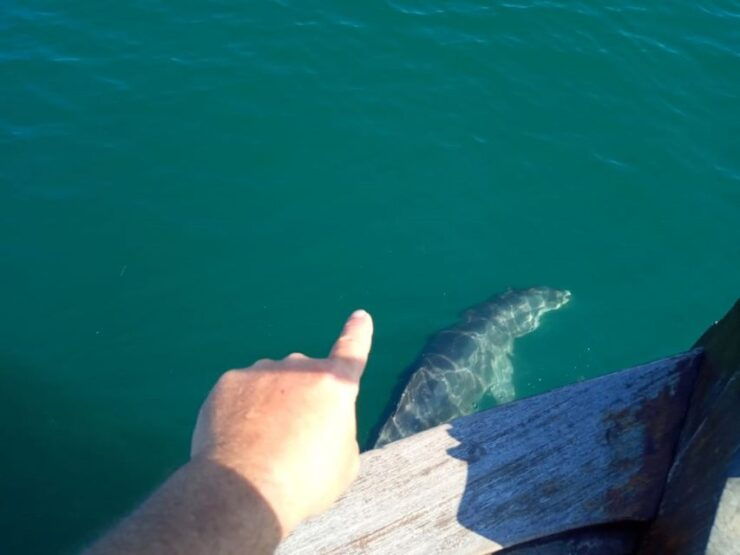 Preveza: Dolphin Watching Cruise With Lunch and Drinks - Booking Details for the Dolphin Watching Cruise