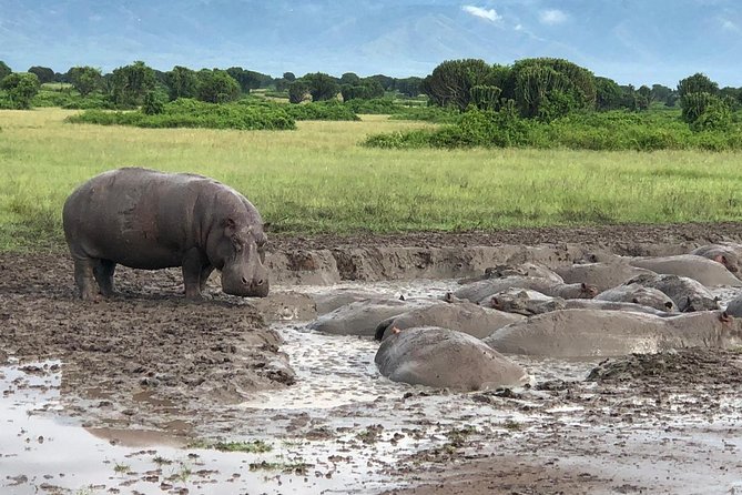 Primates and Wildlife | Uganda & Rwanda | 6 Days - Itinerary Overview