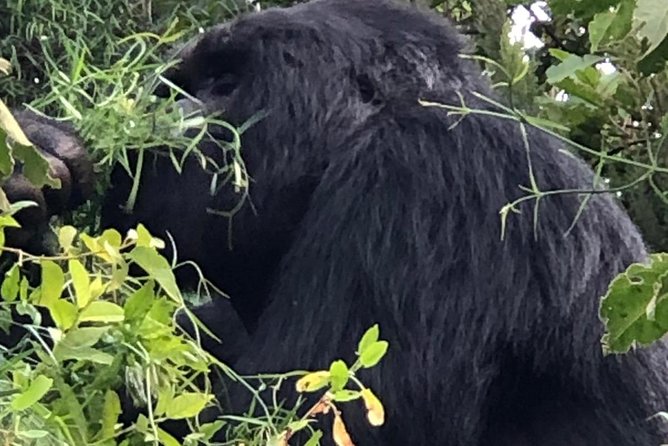 Primates and Wildlife | Uganda & Rwanda | 6 Days - Cultural Experiences