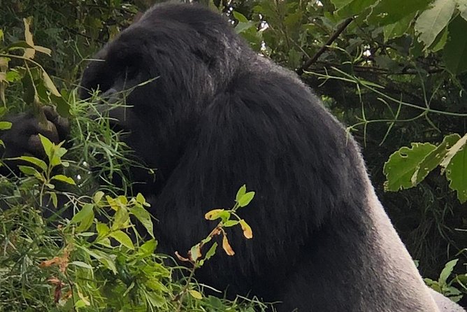 Primates and Wildlife | Uganda & Rwanda | 6 Days - Accommodation Details