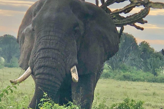 Primates and Wildlife | Uganda & Rwanda | 6 Days - Frequently Asked Questions