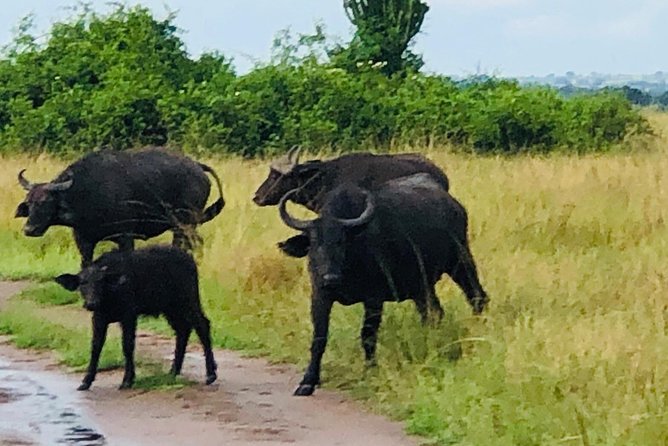 Primates and Wildlife | Uganda & Rwanda | 6 Days - The Sum Up
