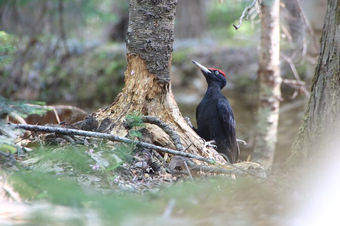 Primeval Forest and Stunning Views of Cliff Trekking Tour - Tour Overview