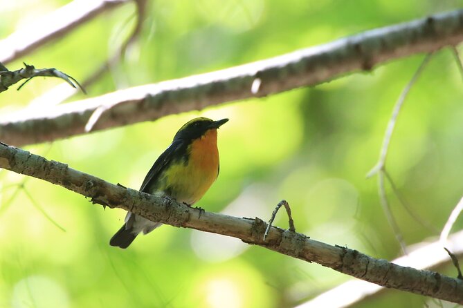 Primeval Forest and Stunning Views of Cliff Trekking Tour - Scenic Highlights