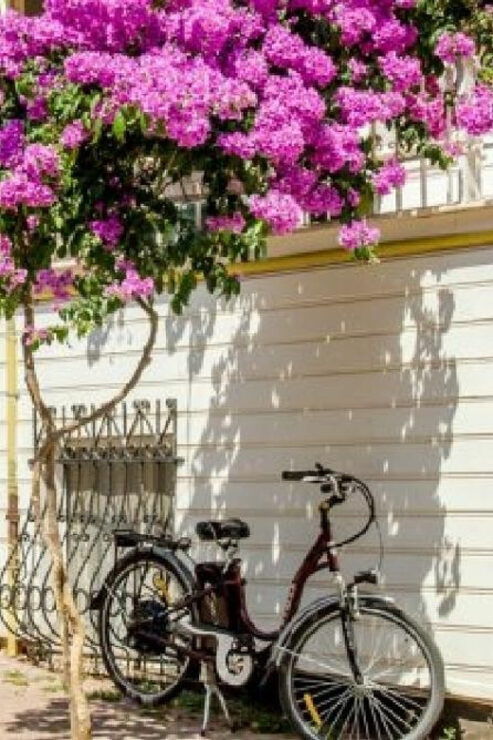 Princes Island Group Tour - Key Points