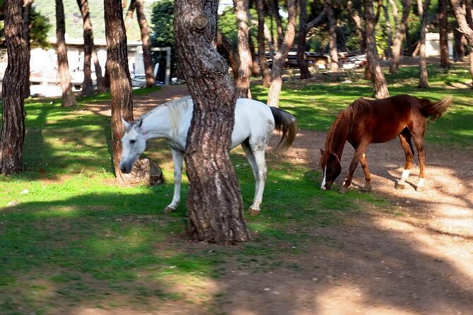 Princes Island Tour From Istanbul With Lunch - Frequently Asked Questions
