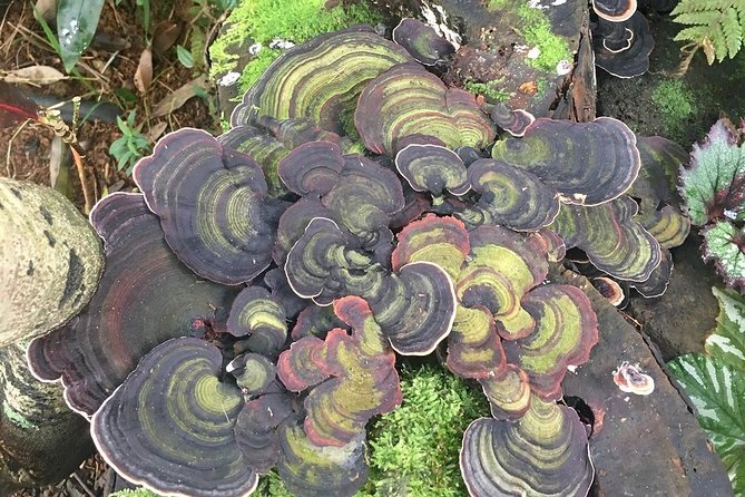 Princeville Botanical Gardens Tour and Chocolate Tasting Ticket - Positive Feedback About the Guides