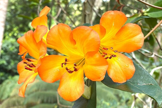 Princeville Botanical Gardens Tour and Chocolate Tasting Ticket - Common Questions