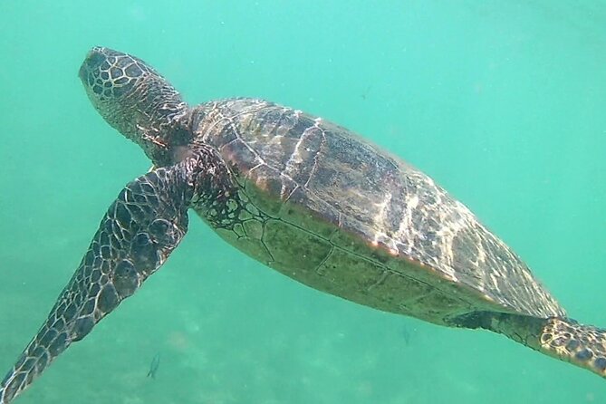Princeville - Snorkeling Shore Excursion - What to Expect and Additional Information