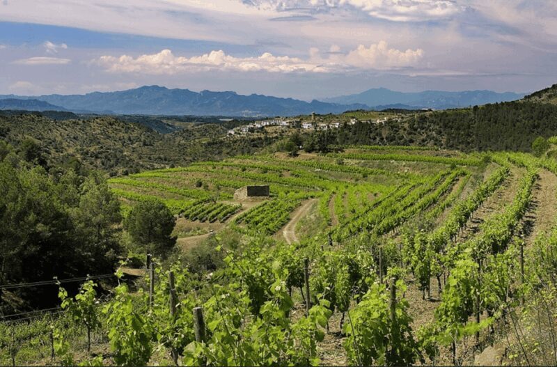 Priorat tour to 3 small wineries and hotel pick-up - Good To Know
