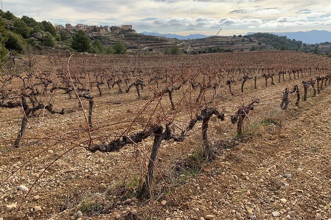 Priorat Wineries Tour With Wine Tastings and Lunch From Barcelona - Small Group Tour Experience