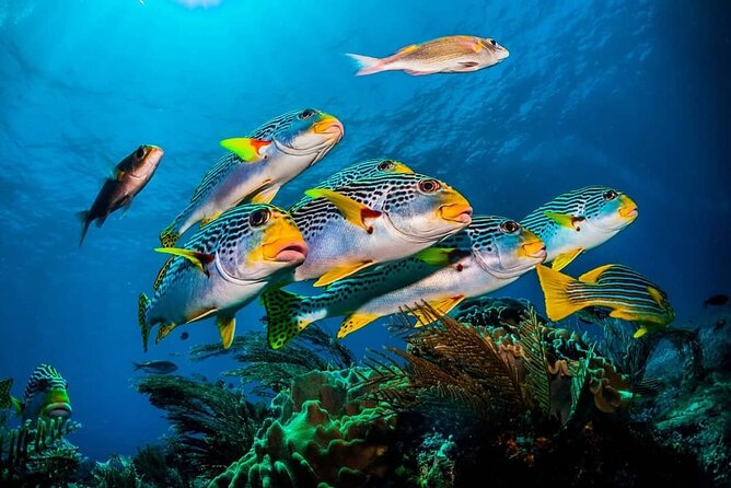 Prison Island, BlueLagoon, Starfish Tour, Rock Restaurant, Kuza Cave, Paje Beach - Reviews Summary and Ratings