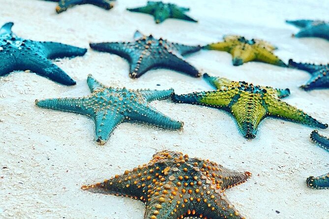 Prison Island, BlueLagoon, Starfish Tour, Rock Restaurant, Kuza Cave, Paje Beach - Pros and Cons of Each Destination