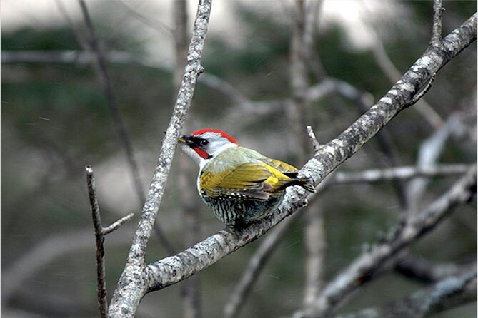 Privaate Morning Hike Around Nikko Toshogu Shrine - Cancellation and Refund Policy
