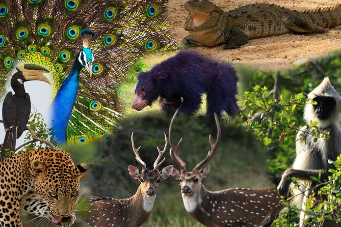 Private 02 Day Leopard Safari in Yala From Bentota - Booking Information