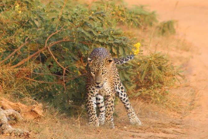 Private 02 Day Leopard Safari in Yala From Bentota - The Sum Up