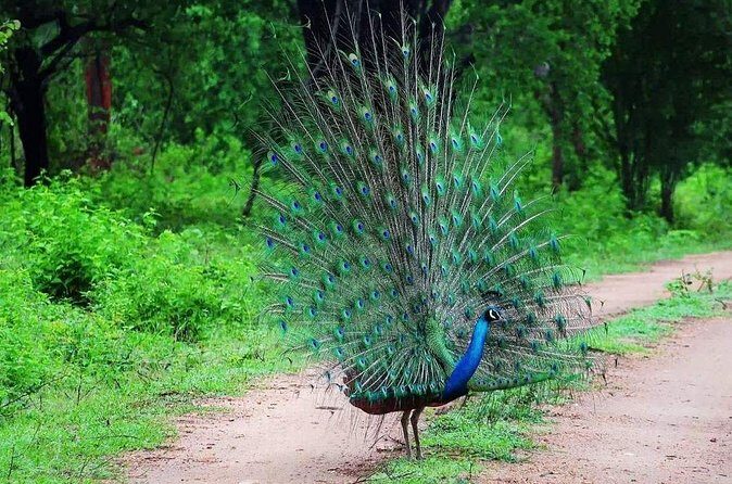 Private 02 Day Leopard Safari in Yala from Colombo - The Sum Up: Is This Safari Worth It?