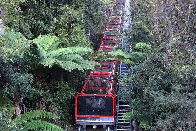 PRIVATE 1 Day Full Blue Mountains Tour, Koalas, Cruise Return. - Koala Encounter