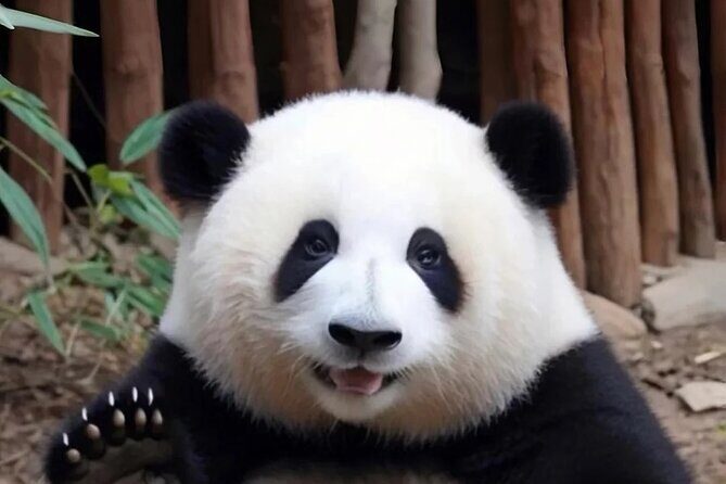 Private 1-Day: Panda and Chengdu Local Life (Make Vlog for you) - Good To Know