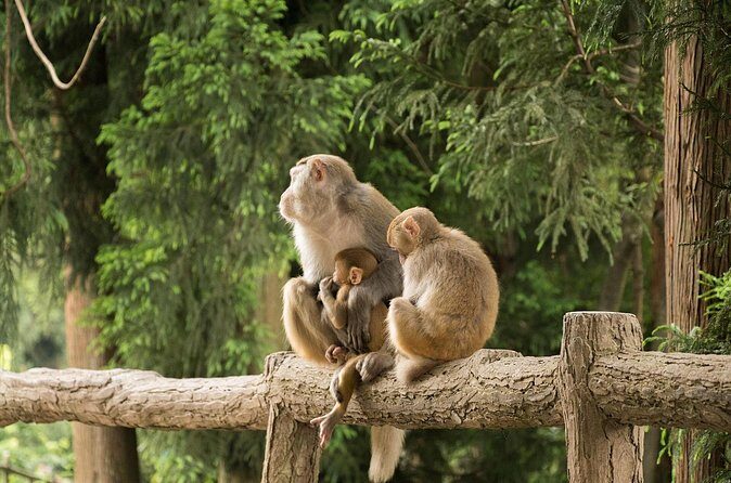 Private 1 Tour Zhangjiajie National Forest Park Avatar Mountain - Who Should Consider This Tour?