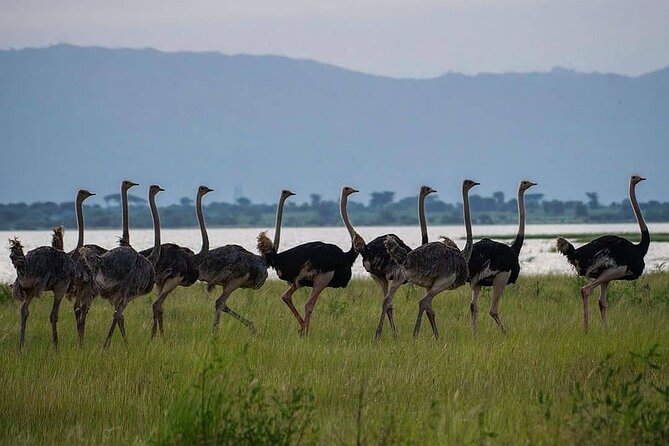 Private 10-day Mikumi Ruaha Selous Safari - Pricing and Booking
