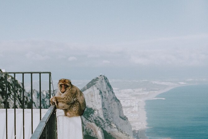 Private 10-Hours Tour of Gibraltar From Cadiz - Lowest Price Guarantee
