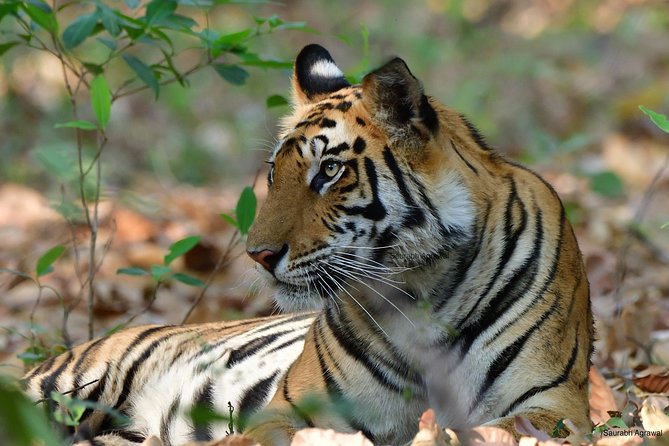Private 12-Day Safari Tour: Parks & Reserves of Central India (Feb ) - Tour Highlights