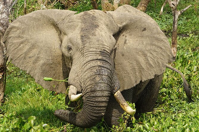 Private 12-Day Wildlife Tour in Uganda - Good To Know