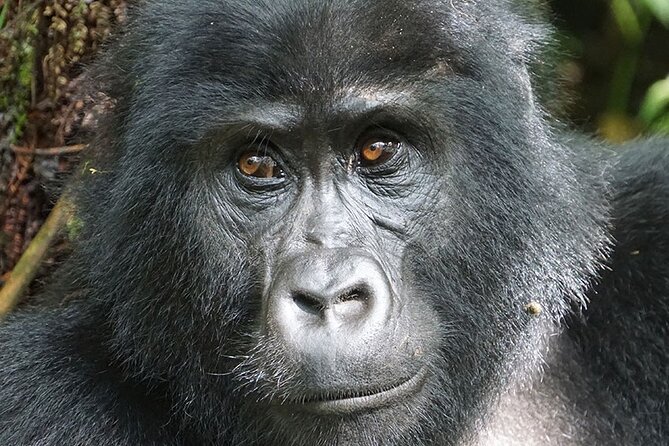 Private 12-Day Wildlife Tour in Uganda - Accommodation Details