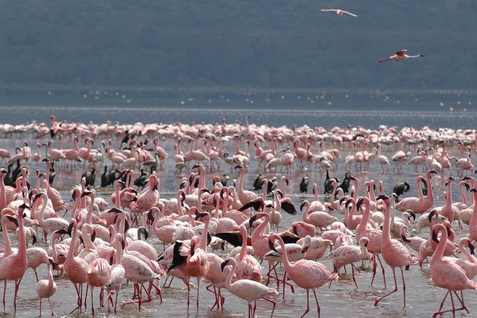 Private 13 Days Best of Kenya Wildlife Safari Trail - Wildlife Encounters